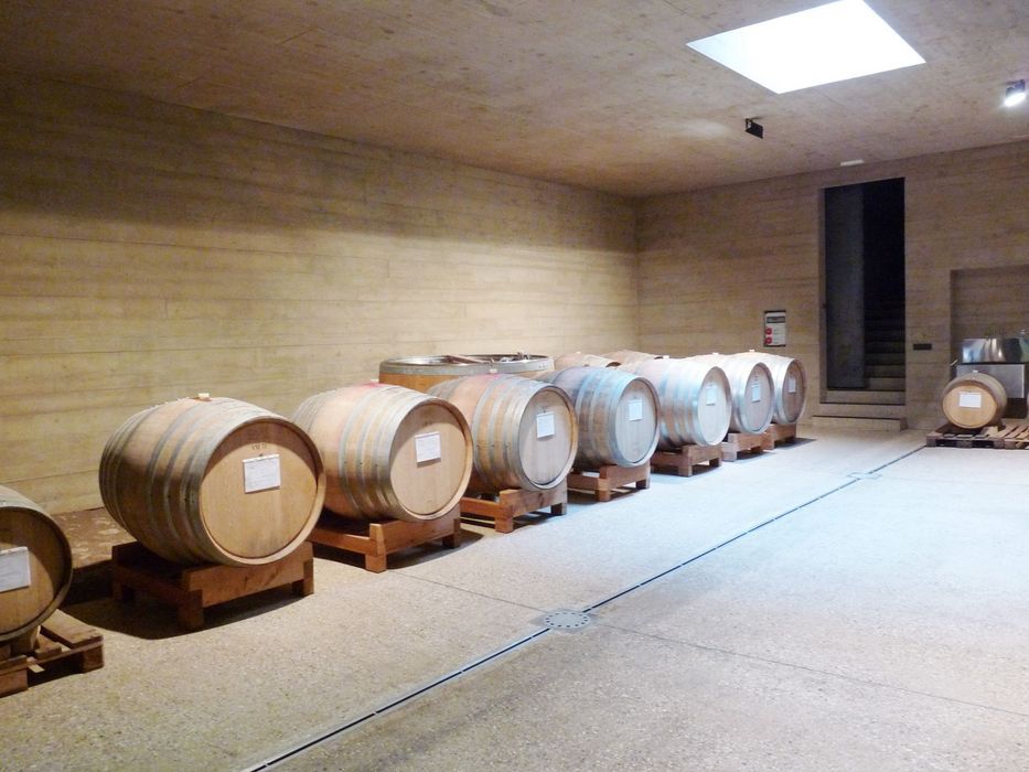 Eine Reihe von Holzfässern lagert in einem modernen, hellen Weinkeller mit Betonwänden und einem Oberlicht.